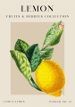 Vintage fruits pojedyncze-12.jpg