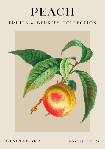 Vintage fruits pojedyncze-18.jpg