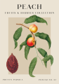Vintage fruits zbiorowe-17.png