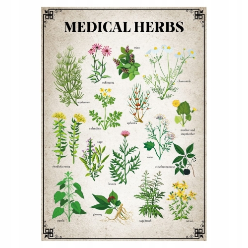 Plakat Vintage Botanical Medical Herbs